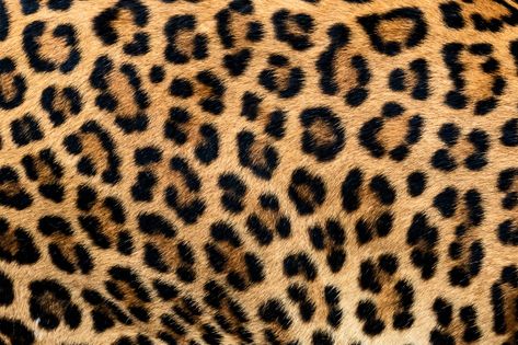 Detail skin of leopard. Premium Photo | Premium Photo #Freepik #photo #texture #fashion #nature #animal Fur Texture, Leopard Print Fabric, Diamond Weave, Real Fur, Premium Photo, Cheetah Print, Water Based Ink, Free Photos, Fat Quarter