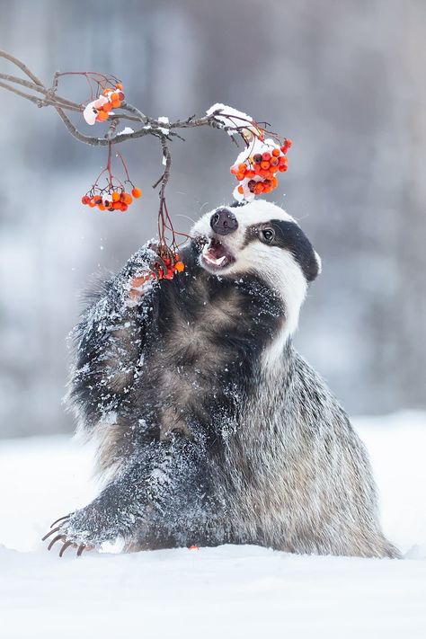 dominic dyer on Twitter: "Snow Badger… " Winter Animals, Marine Mammals, Wild Life, Animal Planet, Animal Photo, Beautiful Creatures, The Snow, Badger, Animal Kingdom