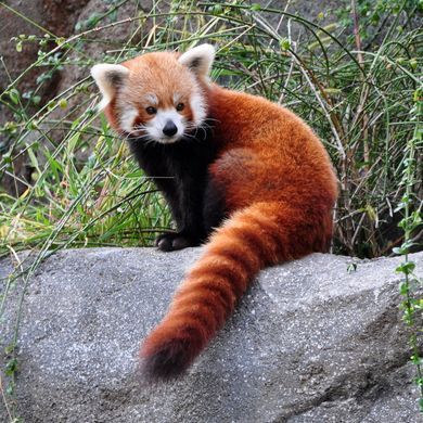 Red Panda Adaptations Panda Merah, Eastern Himalayas, Lesser Panda, Animal Pictures For Kids, Red Panda Cute, Endangered Animals, Red Cat, Baby Animals Funny, Cute Animal Videos