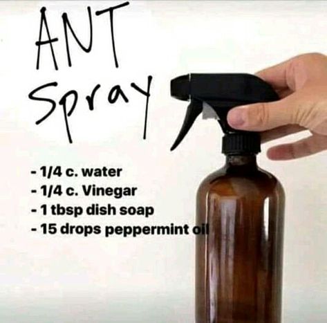 Essential Oils Ants, Ant Spray, Astuces Diy, Homemade Cleaning Products, Bug Spray, Homemade Cleaning, Ad Hoc, Young Living Oils, Household Cleaning Tips