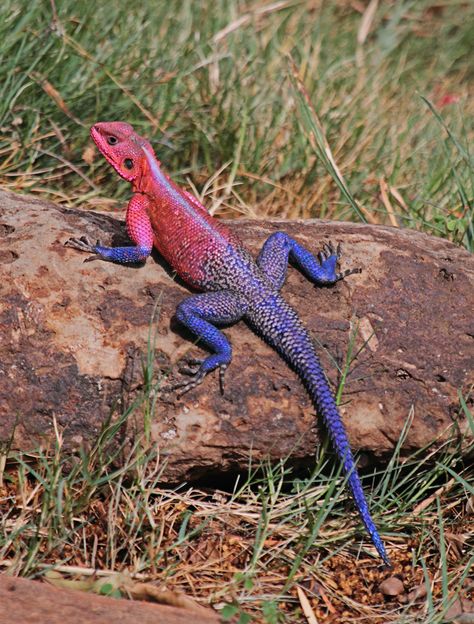 Colorful Reptiles, Agama Lizard, Gecko Wall Art, Colorful Lizards, Reptile Terrarium, Cute Reptiles, Tortoise Turtle, Reptile Snakes, Big Animals