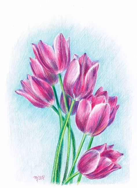 Pencil Colour Drawing Flower, Plants Graphic, Tulip Drawing, Easy Flower Drawings, Soft Pastels Drawing, Pencil Drawings Of Flowers, Love Pink Wallpaper, Tulip Painting, Colored Pencil Artwork