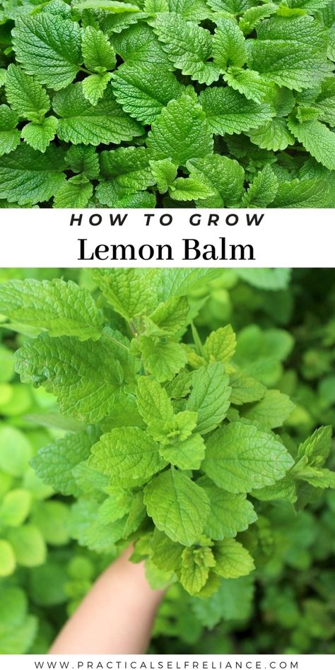 How To Grow Lemon Balm, Easy Herb Garden, Growing Lemon Balm, Herbalism For Beginners, Growing Vegetables From Seeds, Lemon Balm Recipes, Lemon Balm Plant, Grow Lemon, Gardening Herbs