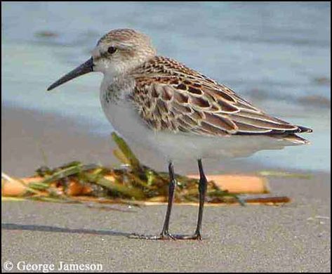 Western Sandpiper Sandpiper Bird, Sand Piper, Coastal Birds, Shorebirds, Bird Pictures, Sea Birds, Bird Photo, Little Birds, Beach Scenes