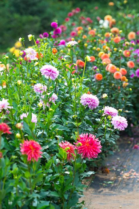 Daliah Flower, Dahlia Flower Garden, Planting Dahlias, Cut Flower Farm, Dahlias Garden, Growing Dahlias, Backyard Flowers, Garden Wallpaper, Cut Flower Garden