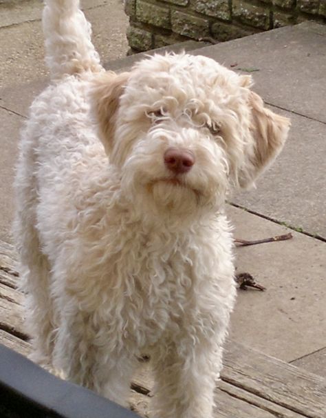 Italian Water Dog, Logatto Romagnolo, Lagotto Romagnolo Puppy, Portugese Water Dogs, Spanish Water Dog, Hypoallergenic Dog Breed, Lagotto Romagnolo, Rare Dog Breeds, Service Dog Training