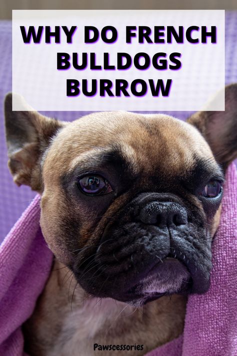 In this post you’ll discover: 7 real reasons why french bulldogs burrow, When your frenchies burrowing is something to be concerned about, 4 tips to help with their burrowing (#3 is the most important!), And much, much more. Frenchy Puppies, French Bulldog Breeders, French Bulldog Breed, Toy Bulldog, French Bulldog Facts, French Bulldog Funny, Funny French, Frenchie Puppy, Did You Know Facts