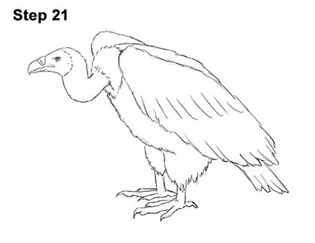 Griffon Vulture Drawing, Turkey Vulture Drawing, Vulture Sketch, Vulture Drawing, Vulture Bird, Animal Stencils, Animal Outline, Drawing Instructions, Outline Images