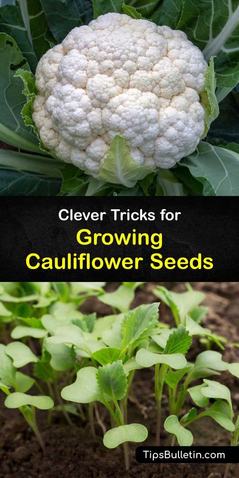 Learn to grow delicious cauliflower heads from cauliflower seeds after transplanting in the garden. Cauliflower is in the Brassica or cabbage family, and produces a tasty crop provided you blanch it, provide full sun and protect from cabbage loopers and aphids. #grow #cauliflower #seed How To Grow Cauliflower From Seed, How To Grow Cauliflower, Grow Cauliflower, Plant Grafting, Growing Cauliflower, Homestead Lifestyle, Cauliflower Plant, Homestead Gardening, Cold Frames