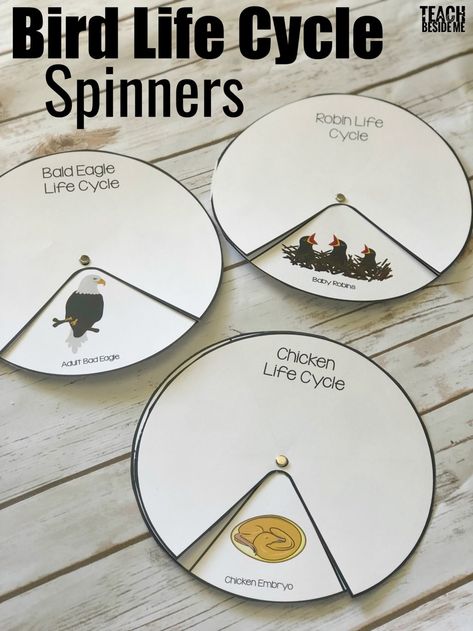 Bird Life Cycle Spinners- chicken, Robin & Bald Eagle #nature #animals #science #lifecycle Bird Life Cycle, Spring Science Activities, Life Cycles Preschool, Spring Science, Life Cycles Activities, Nature School, Science Activities For Kids, Animal Science, Kindergarten Science