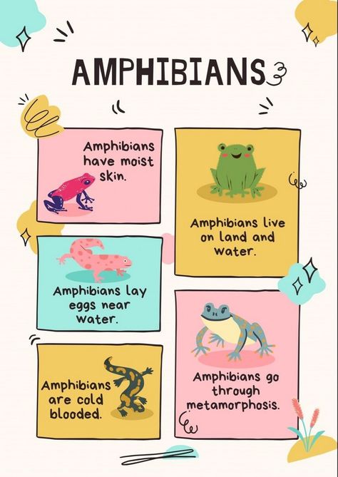 Engage, Explore, Excel: Educational Posters for Children Classification Of Animals Worksheet, Animal Classification For Kids, Animals Classification, Kindergarten Science Projects, Amphibians Animals, Nature Snacks, Animal Characteristics, Classifying Animals, Mammals Animals