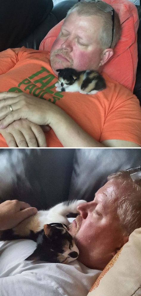 10+ Dads Who Said They Didn't Want Cats – Meowingtons Annoyed Cat, Human Hearts, Lazy Animals, Pizza Chicken, Getting A Kitten, Hate Cats, Cat People, Cat Person, Chicken Nuggets