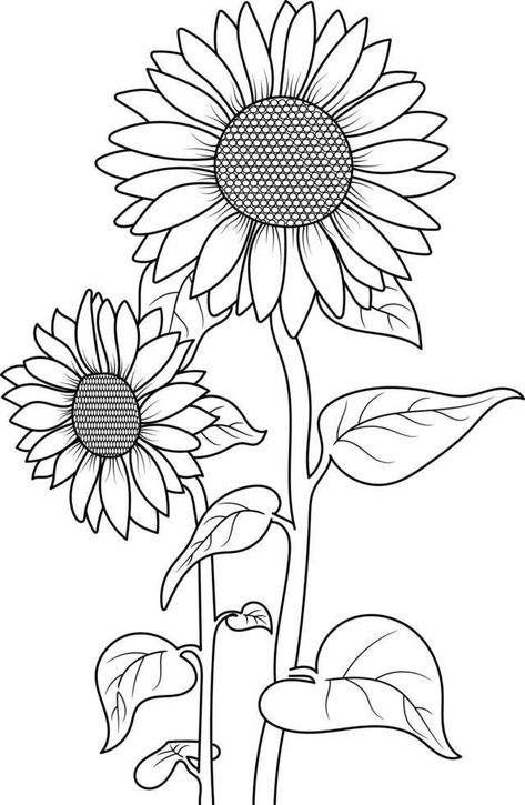 Sunflower Vector, Sunflower Coloring, Sunflower Sketches, Teddy Bear Coloring Pages, Sunflower Coloring Pages, Sunflower Drawing, Fabric Painting Techniques, Farm Animal Coloring Pages, Bear Coloring Pages