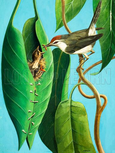 He was a Tailorbird sewing a nest for himself and his mate. Tailor Bird, Birds And Their Nests, Weird Birds, Most Beautiful Birds, Giclee Painting, Wild Creatures, Favorite Animals, Funny Birds, Bird Wall Art