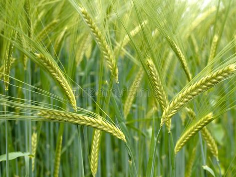 Green Wheat Field, Green Wheat, Ballet Dance Photography, Wheat Field, Wheat Fields, Graphic Design Trends, Dance Photography, Beautiful Wall, Green Plants