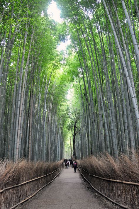 Arashiyama Bamboo Grove Bamboo Forest Japan, Arashiyama Bamboo Forest, Places In Japan, Beautiful Places In Japan, Bamboo Grove, Japan Holidays, Japanese Travel, Japan Itinerary, Japan Trip