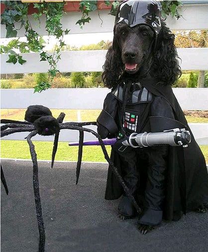 Dogs in Star Wars Costumes Weird People Pictures, Darth Vader Costume, Darth Vader Costumes, Star Wars Costumes, Star Wars Images, Cute Stars, Dog Costumes, Dog Costume, Pet Costumes