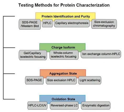 Basic Protein Characterization: Profacgen’s biochemical research facility enables the comprehensive analysis of basic protein characteristics. Various technologies, including chromatography, electrophoresis, immuno blotting, immune-precipitation, flow-cytometry, microscopy, are used in our facility for protein identification, separation, and analysis. Flow Cytometry Analysis, Oxidation State, Flow Cytometry, College Paper, Research Facility, Lab Technician, Cell Biology, Scientific Research, Biology