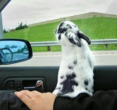 Not too safe but cute! Bunny Things, Crazy Bunny Lady, Bunny Lady, Giant Bunny, Bunny Care, Fluffy Bunny, Pet Bunny, Bunny Pictures