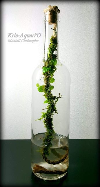 Closed Terrarium Plants, Water Terrarium, Bottle Terrarium, Plant In Glass, Indoor Water Garden, Beautiful Terrariums, Mini Terrarium, Moss Terrarium, Bottle Garden