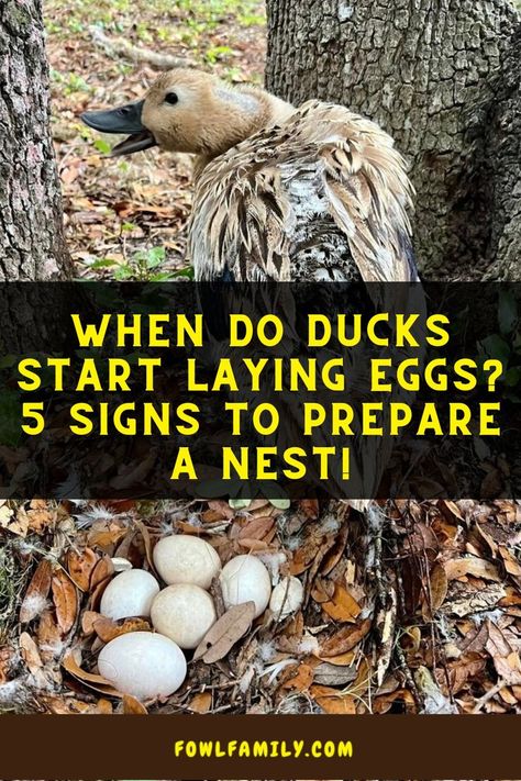 When Do Ducks Start Laying Eggs When Do Ducks Start Laying Eggs, Diy Duck Pen Ideas, Duck Care For Beginners, Duck Nesting Box Ideas, Duck Ramp, Ducks As Pets, Duck Symbolism, Duck Nesting, Ancona Ducks