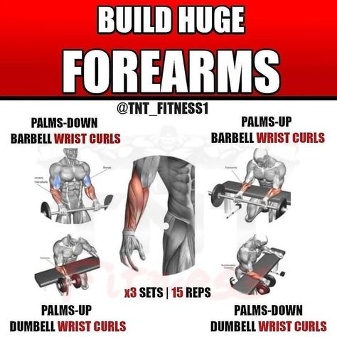 Arm Day Workout, Big Forearms, Workout Gym Routine, Workout Program Gym, Forearm Workout, Gym Workout Planner, Dumbell Workout, Full Body Workout Routine, Bodybuilding Workout Plan