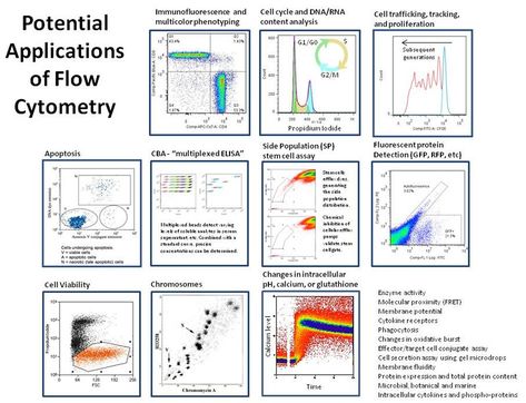 Using centrifugal elutriation and flow cytometry to answer biological questions: an interview with Peter Lopez Flow Cytometry Analysis, Bio Notes, Brain Juice, Science Infographics, Flow Cytometry, Medicine Notes, General Science, Cell Cycle, Content Analysis