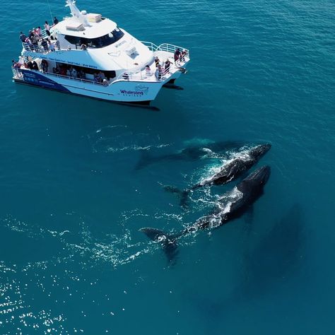 Whale Watching Aesthetic, Travel Manifestation, Whale Watching Cruise, Sustainability Education, Nelson Bay, Save The Whales, Hervey Bay, Cruise Boat, Fraser Island