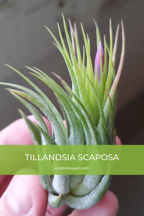 After blooming, Scaposa produces multiple pups and looks fantastic if left to grow into large clumps. A healthy plant may produce 4-5 pups/offsets, but 2-3 is more common.Tillandsia Scaposa | Air plant propagation | How to propagate Tillandsia Scaposa | Air plant care guide | Tillandsia Scaposa care tips | Propagating air plants | Types Of Air Plants, Air Plant Care, Plant Care Guide, Air Plants Care, Plant Propagation, Water Me, Propagating Plants, Healthy Plants, Air Plants