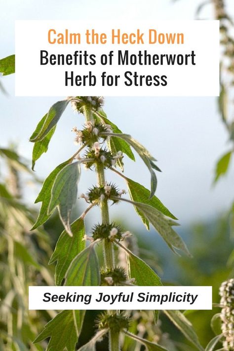 Motherwort Magical Properties, Motherwort Benefits, Mugwort Benefits, Motherwort Tincture, Herbal Monographs, Witchy Wellness, Herb Benefits, Witches Apothecary, Medicinal Herbs Remedies