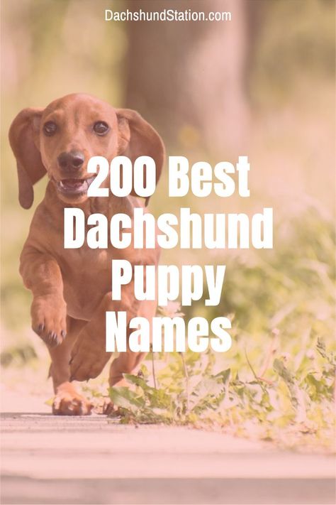 The Best Dachshund Names for all doxies. Female dachshund names and male dachshund names too. Top Dachshund names for your dachshund puppy. Dachshund dog name ideas for everyone! German dachshund Names. Wiener Dog Names, Dachshund Puppy Names, Dachshund Names, Mini Long Haired Dachshund, Blonde Dachshund, Dog Name Ideas, Dachshund Facts, Names Male, Cream Dachshund