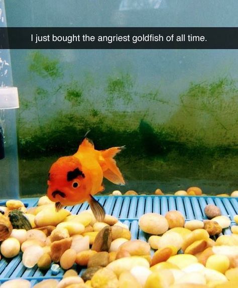 This goldfish who thinks that even if the glass IS half full, that’s still not enough water. | 17 Of The Cutest Rage-Filled, Tiny Animals Funny Animal Pictures, Goldfish, 귀여운 동물, Animal Memes, Cute Funny Animals, Bones Funny, Funny Cute, Animals And Pets, Animal Pictures