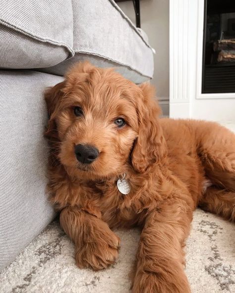 Mini Golden Doodle, Goldendoodle Grooming, Mini Goldendoodle Puppies, Labradoodle Dogs, Golden Doodles, Cockapoo Puppies, Australian Labradoodle, Emotional Support Dog, Dog Mum