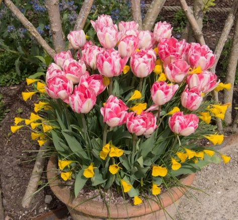 Bulb Planting Ideas, Bulb Lasagne, Bulb Planting, Toad Hall, Iris Reticulata, Trees Garden, Planting Tulips, Planting Ideas, Winter Bedding