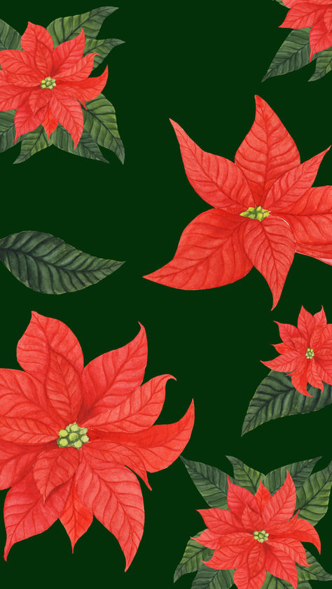 Phone background, Christmas theme poinsettia wallpaper for iphone and android Christmas Wallpaper For Phone, Poinsettia Wallpaper, Wallpaper For Phone, Background Christmas, Wallpaper For Iphone, Phone Background, Christmas Theme, Christmas Wallpaper, Beautiful Love