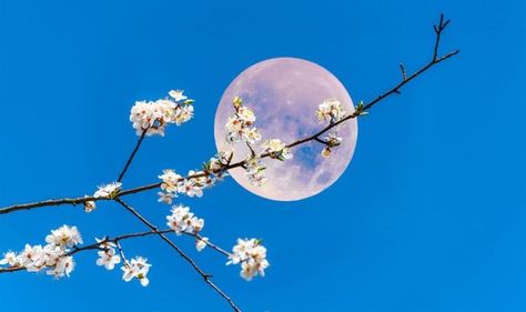 Pink Moon time UK: What time will the Pink Supermoon rise tomorrow? Flower Full Moon, Full Moon In Sagittarius, May Full Moon, Empress Tarot Card, Next Full Moon, Moon Time, Celestial Sphere, Scorpio Moon, Water Signs