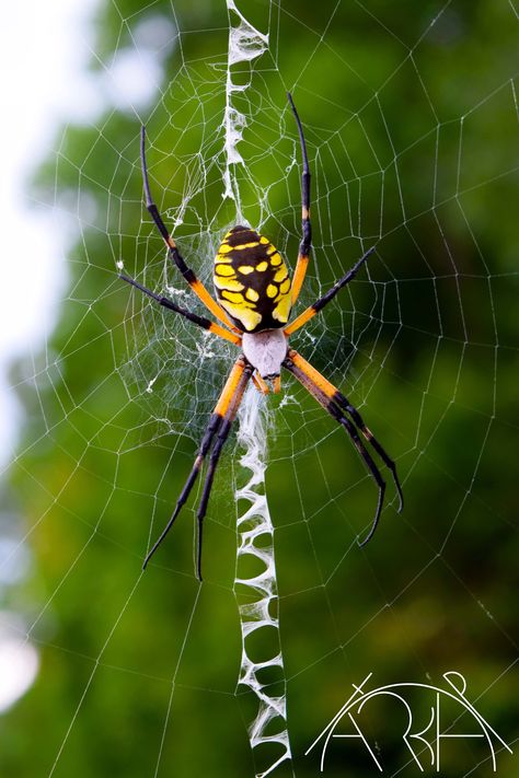 "This professional nature fine art photograph of a yellow and black Orb Weaver spider is printed at a giclee print shop to my specifications. My work is printed on eco friendly, archival Hahnemuhle Bamboo paper and archival inks.  Some prints may be carefully cropped to fit. Watermark is not on print. This is a hand signed and numbered limited edition print in each size as listed: 5\" x 7\"        - 200 8\" x 10\"      - 200 11\" x 14\"      - 150 13.3\" x 20\" - 150 16\" x 24\"     - 100 20\" x Garden Orb Weaver Spider, Golden Orb Weaver Spider Tattoo, Golden Orb Spider, Orb Weaver Tattoo, Orb Weaver Spider Tattoo, Argiope Spider, Pretty Spiders, Orbweaver Spider, Unique Spiders