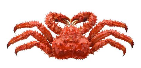 Robber Crab, Red King Crab, Crab Species, Coconut Crab, Alaskan King Crab, Crab Rolls, Gulf Of Alaska, Stone Crab, Light Sauce