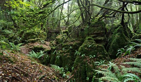 Hereford Cathedral, Puzzle Wood, Gloucester Cathedral, River Severn, Forest Of Dean, Mystical Places, Ancient Forest, Ancient Tree, Rock Formations