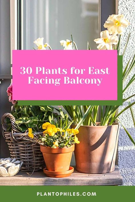 30 Plants for East Facing Balcony - Best Guide [2023] Balcony Accessories, Chic Balcony, East Facing Garden, Garden Ideas Uk, Front Porch Plants, Balcony Planters, Porch Plants, Plants Uk, Patio Flowers