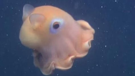 So cute! The adorable Ghost octopus Flapjack Octopus, Dumbo Octopus, Cute Octopus, Underwater Animals, Octopus Tattoo, Beautiful Sea Creatures, Water Animals, Underwater Creatures, Aquatic Animals