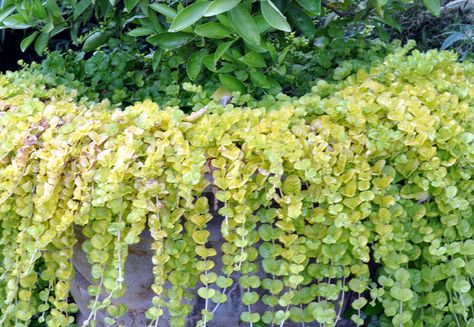 Growing Golden Creeping Jenny | How to grow creeping jenny in a pot Creeping Jenny Plant, Evergreen Ground Cover Plants, Partial Shade Flowers, Lysimachia Nummularia, How To Grow Tomatoes, Growing Organic Tomatoes, Front Yard Plants, Tomato Farming, Growing Tomatoes In Containers