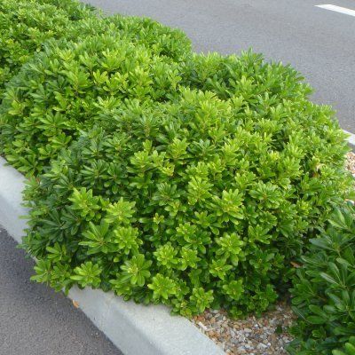 Pittosporum Tobira, The Constant Gardener, Fatsia Japonica, Front Yards Curb Appeal, Garden Hedges, Courtyard Gardens Design, Mediterranean Plants, Tropical Pool, Australian Garden