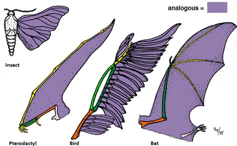 Example of Analogous Structures Analogous Structures, Solutions And Mixtures, Geologic Time Scale, Book Cover Page Design, Book Cover Page, Ap Biology, Have Fun Teaching, Science Topics, Natural Selection