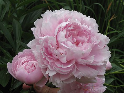 Pink Peonies Wallpaper, Double Peony, Peony Plant, Fall Color Trees, Glen Echo, Backyard Flowers, Peony Wallpaper, Peonies Garden, Beautiful Flowers Garden