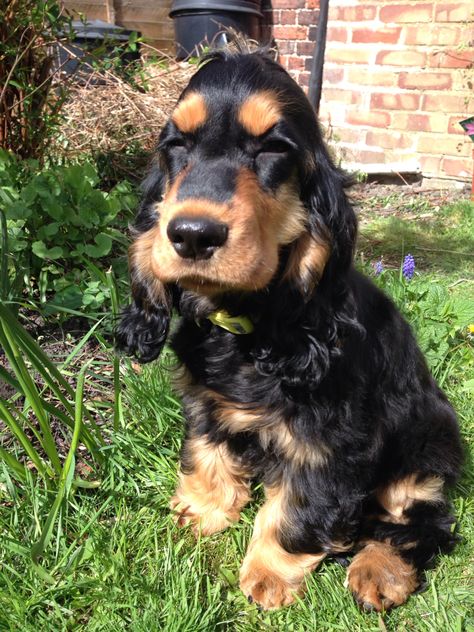 Quand les cocker tentent de dormir debout. Cocker Spaniel Black And Tan, Black Cocker Spaniel, Clumber Spaniel, Working Cocker, Cocker Spaniel Puppies, English Cocker, American Cocker Spaniel, Cocker Spaniel Dog, English Cocker Spaniel