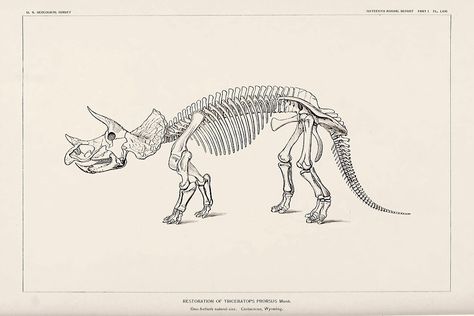 "Vintage dinosaur print - Tricerarops prorsus" by Gardenlibrary | Redbubble Dinosaur Skeleton Aesthetic, Dinosaur Poster Printable, Ipad Wallpaper Dinosaur, Dinosaur Ipad Wallpaper, Academia Illustration, Triceratops Skeleton, Dino Tattoo, Vintage Dinosaur, Tea Stained Paper