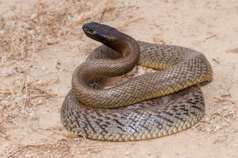 Most Venomous Snakes - Inland Taipan Inland Taipan, Tiger Snake, Venomous Snake, Venomous Snakes, Pit Viper, Snake Venom, Brown Snake, Queensland Australia, Winter Colors