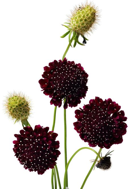 Halloween Flower Arrangements, Pincushion Flower, The Black Knight, Growing Cut Flowers, Plant Structure, Gothic Garden, Starting Seeds Indoors, Black Knight, Burgundy Flowers