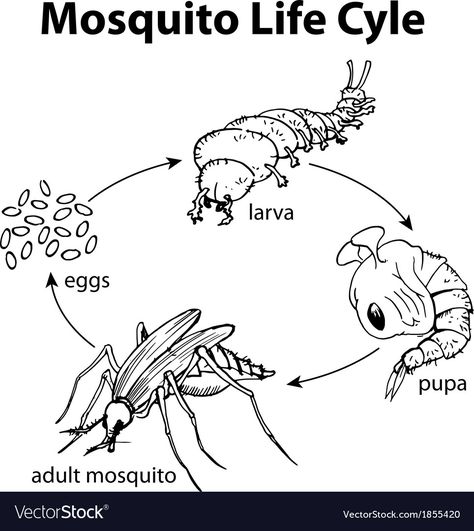 Life Cycle Of Housefly, Life Cycle Of A Mosquito, Mosquito Drawing, Mosquito Life Cycle, Life Cycles Preschool, Insect Life Cycle, Cycle Drawing, Science Clipart, Bugs Preschool